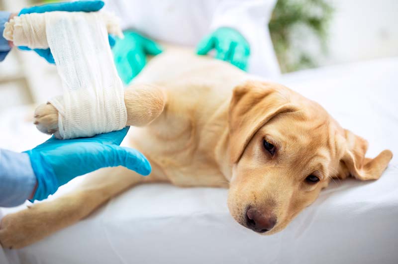 Operacion Displasia Cadera En Perros